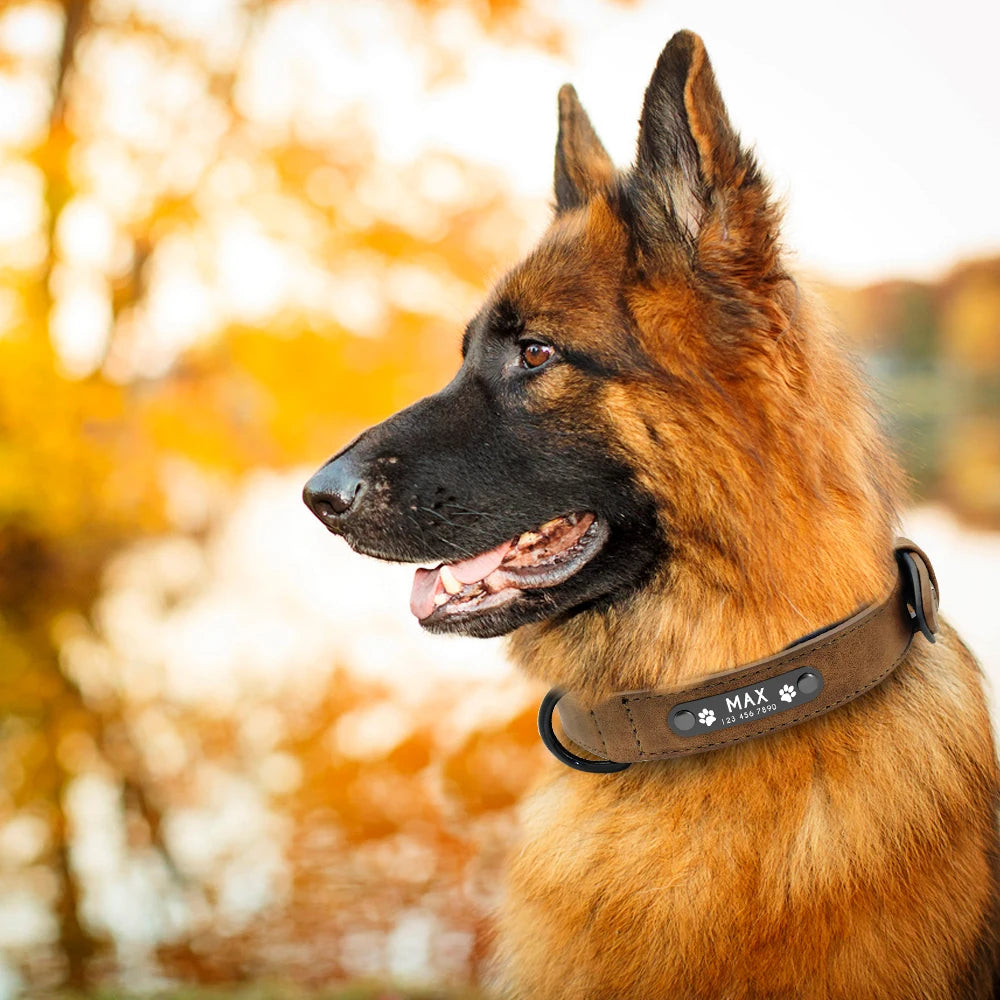 Colliers pour chiens en cuir personnalisés avec étiquettes d'identification gravées