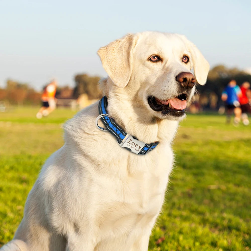 Collier d'identification personnalisé pour chien