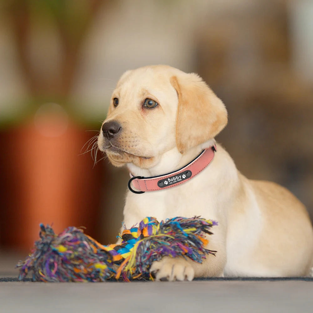 Colliers pour chiens en cuir personnalisés avec étiquettes d'identification gravées