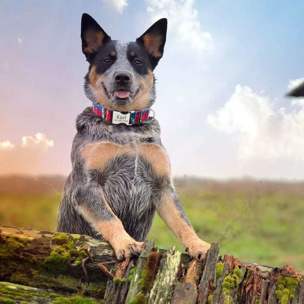 Collier d'identification personnalisé pour chien