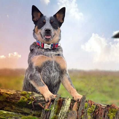 Collier d'identification personnalisé pour chien