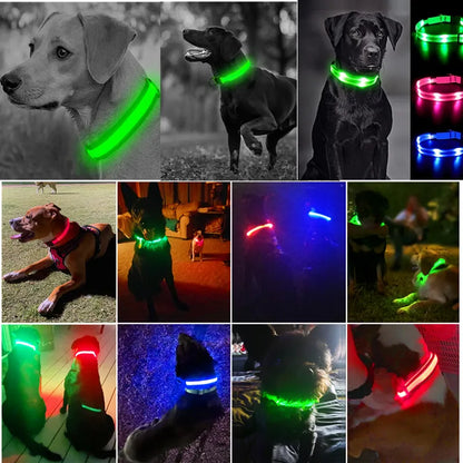 Collier de chien lumineux LED