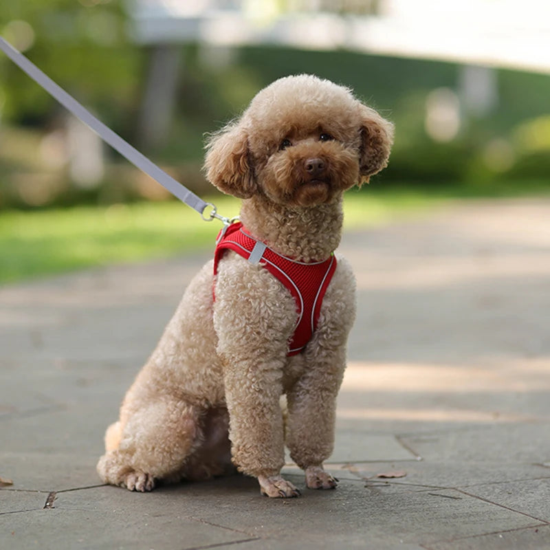 Ensemble de laisse de harnais réglable pour chien