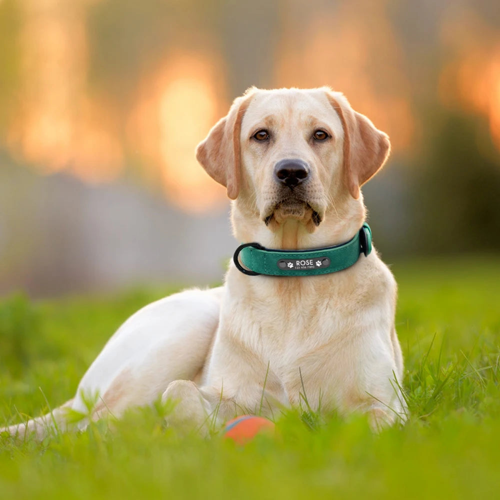 Colliers pour chiens en cuir personnalisés avec étiquettes d'identification gravées