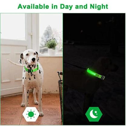 Collier de chien lumineux LED