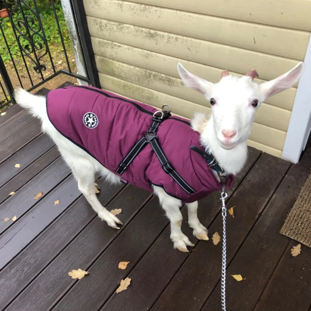 Warm Waterproof Dog Jacket with Harness