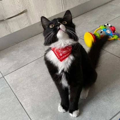 Adjustable Pet Bandana