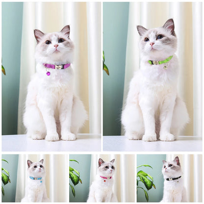 Printed Personalized Cat Collar