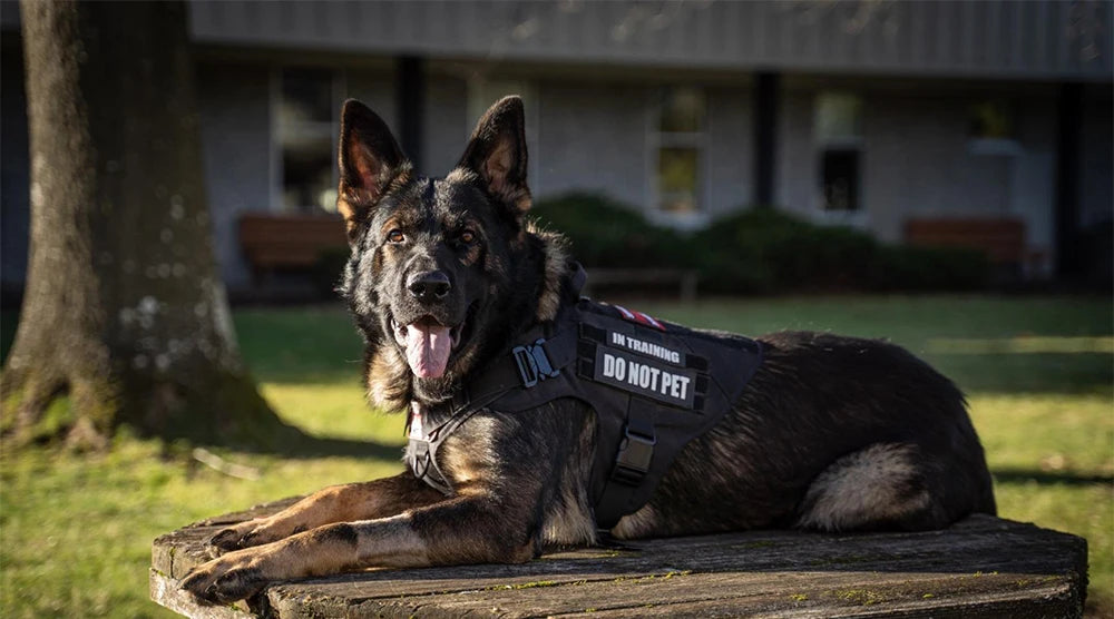 Tactical Dog Harness, Leash, and Collar Set