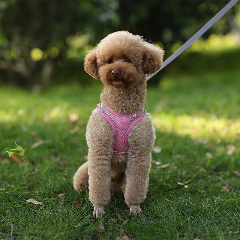 Ensemble de laisse de harnais réglable pour chien