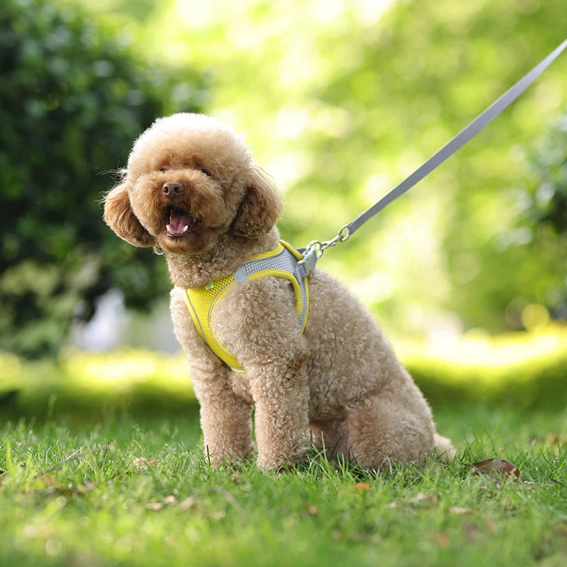 Ensemble de laisse de harnais réglable pour chien