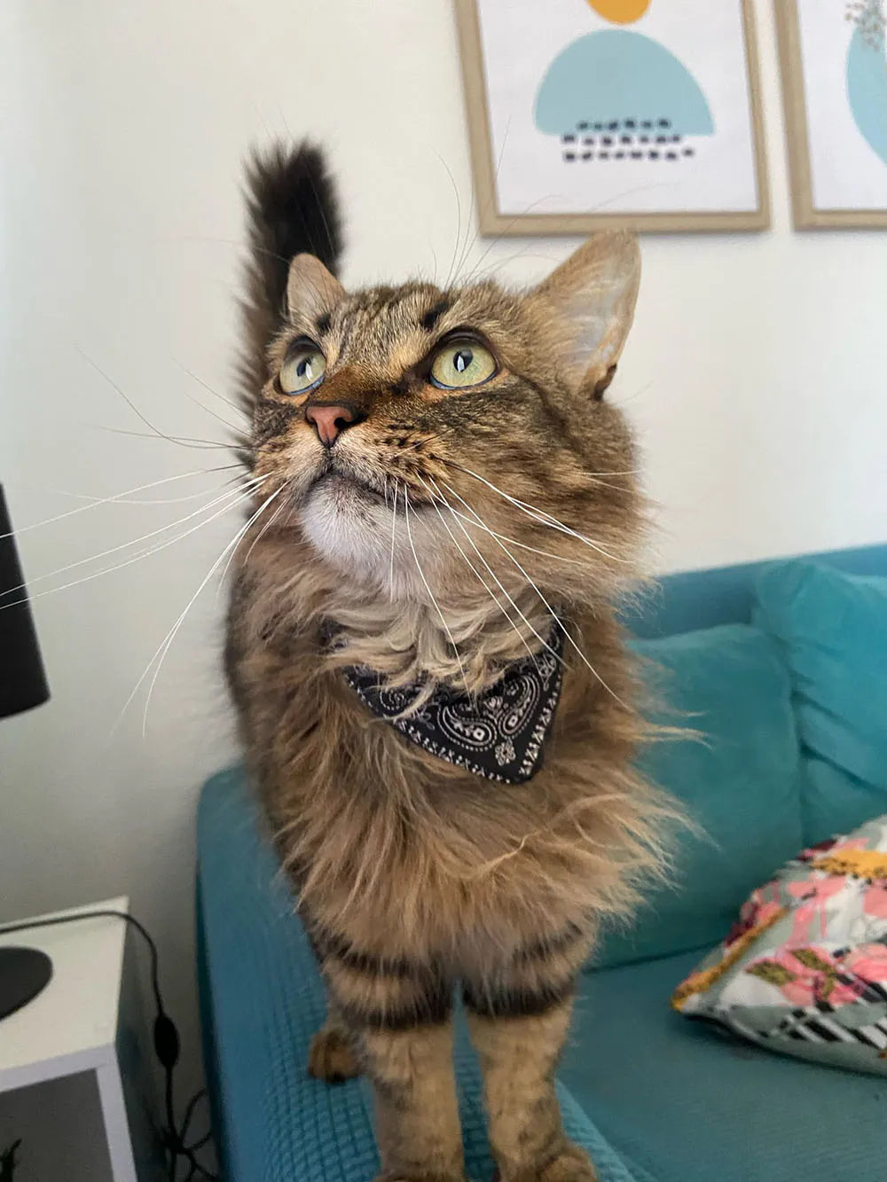 Adjustable Pet Bandana